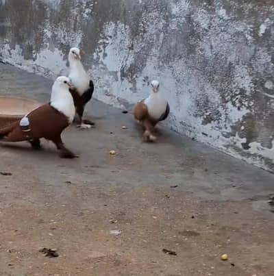 zard karbali breeder