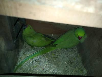 ringneck pair bareder