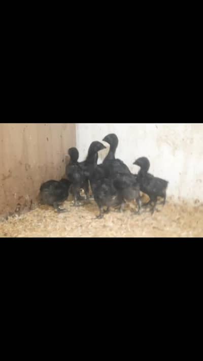 ayam cemani grey/black tongue Malaysian serama chicks available