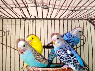 Australian parrot  Breeders with Red eyes parrot  per pair 1400