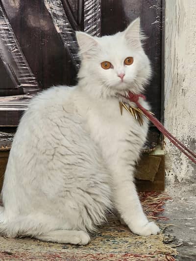 white persian fulafy cat (female