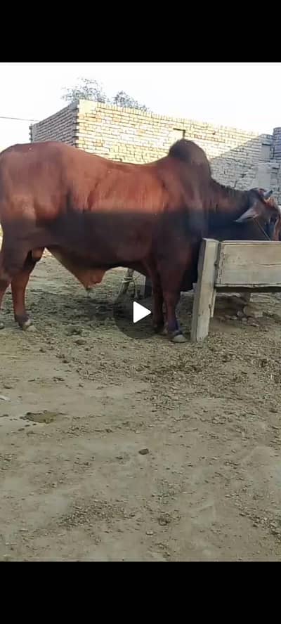Bull Sale Sahiwal Qurbani