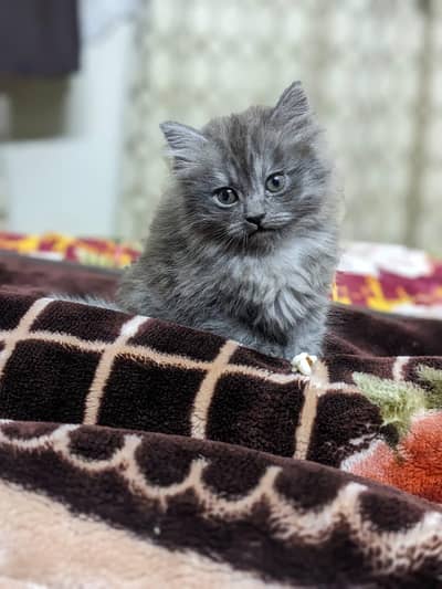 Persian Cat family 2 adult ,2 kittens