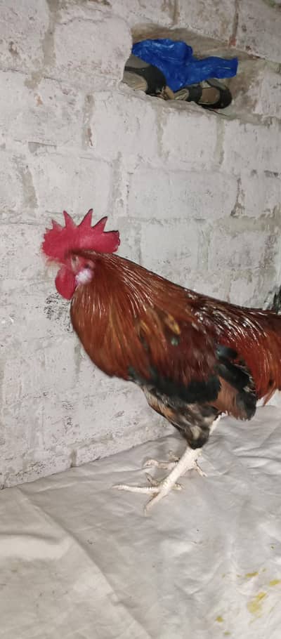 golden misri murga Ghar ka Pala Howa for sell