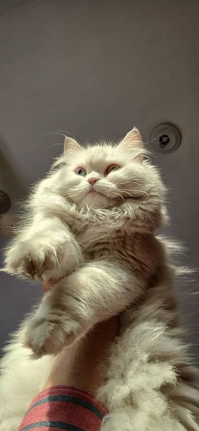 Persian kittens | Female cats | triple coat | Fluffy | cats for sale