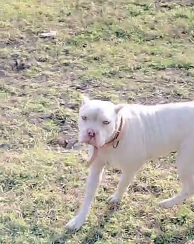 10 din key cors hain with gultaria male  female quality 100% original