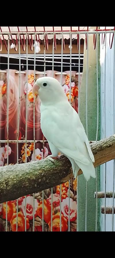 ALBINO SPLIT RED EYE