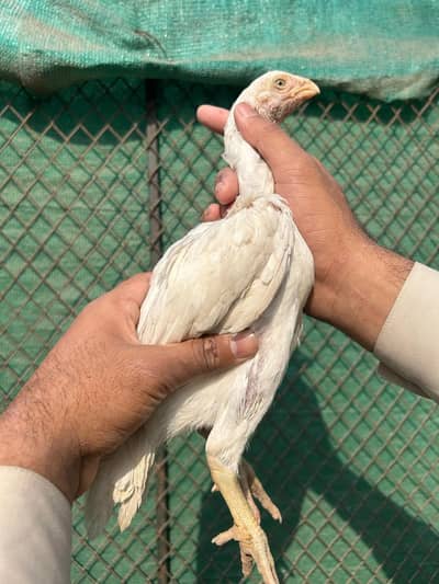 aseel bird with high class quality