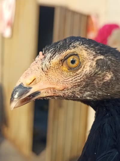 Pakoye+parmoze cross pathi