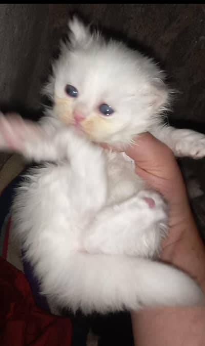 beautiful triple code kittens