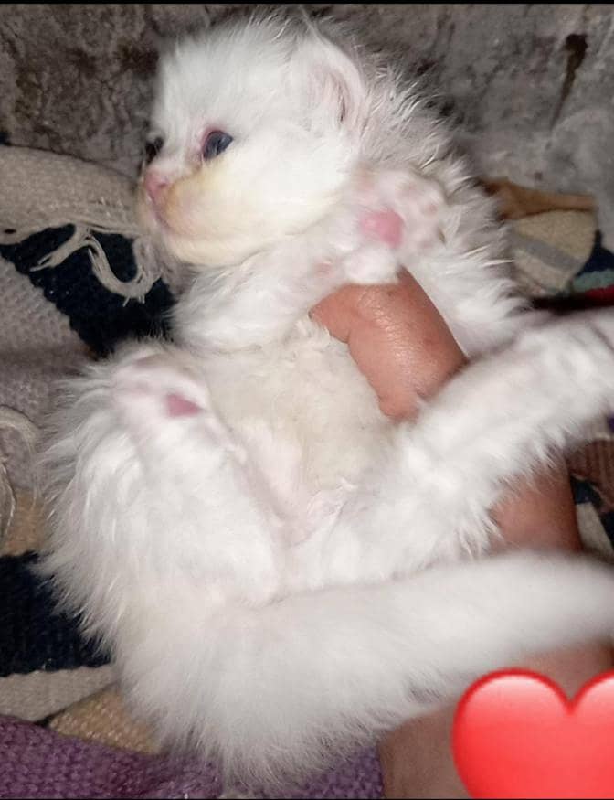 beautiful triple code kittens 2