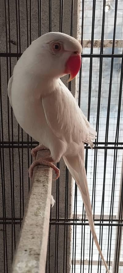 white Ring neck male for sale