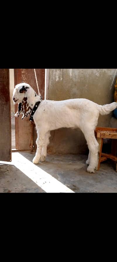 munda bakra 03102576663