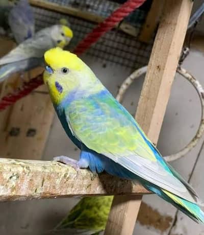 plz urgent sale plz contact this number 03171071037