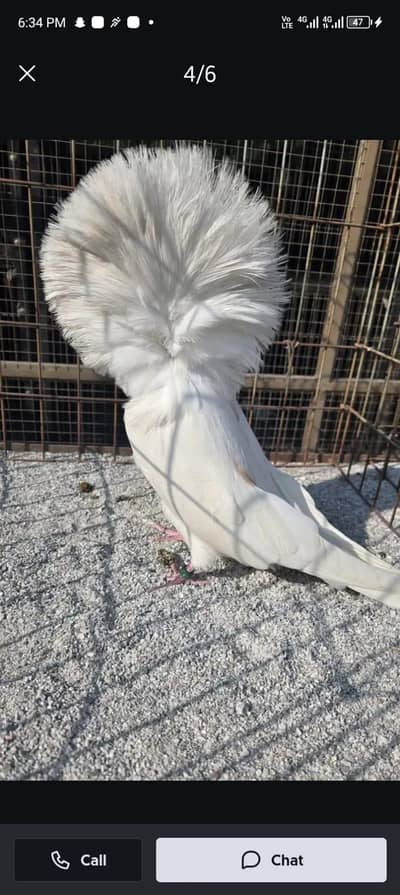fancy pigeon #jacobine 03055318227.