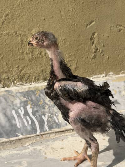 Gurman Shamo, O shamo fancy, top quality chuza available