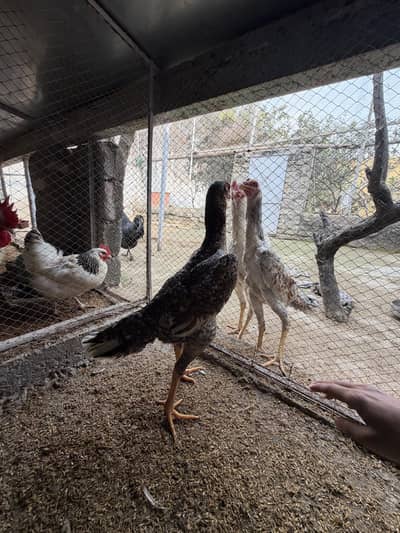 Gurman Shamo, O shamo fancy, top quality chuza available