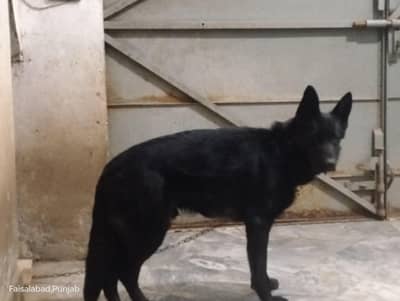 Garman shaft dog full train Good health Pink padigree