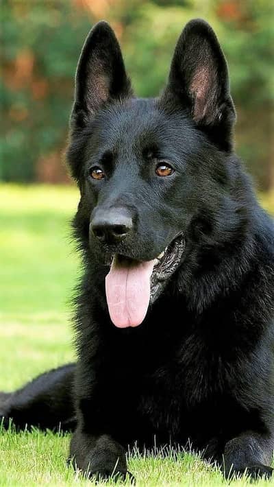 Garman shaft dog full train Good health Pink padigree