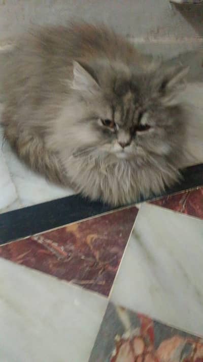 Persian Tripple coated cat