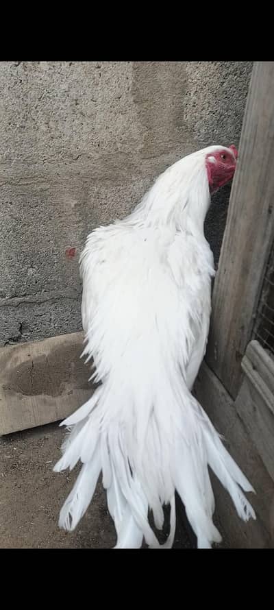 white pahta  for sell h watsap numbr 03408688026