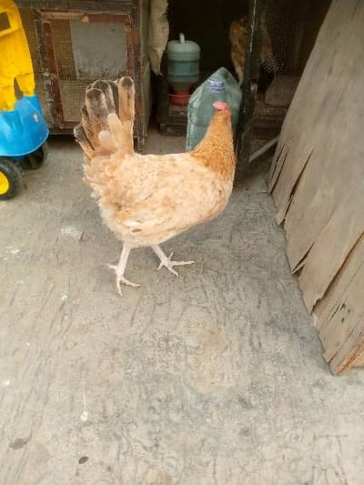 hens female
