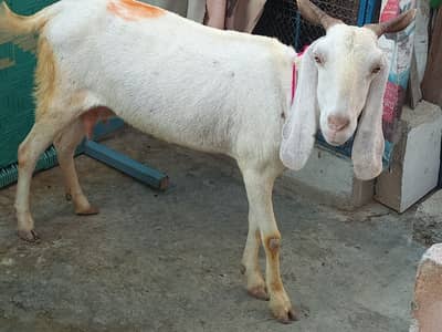 Golabi. Mesy ha hadra badi 03158983391