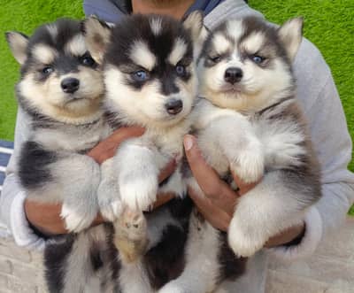 Siberian Husky Puppies Available