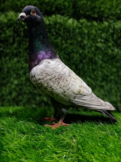 Tulsi Batair Breder Male For Sale