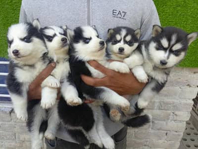 Pure Siberian Husky Puppies Available