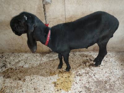 dono male he chota 5 month ka ha chote wAly ki nasal khara ha