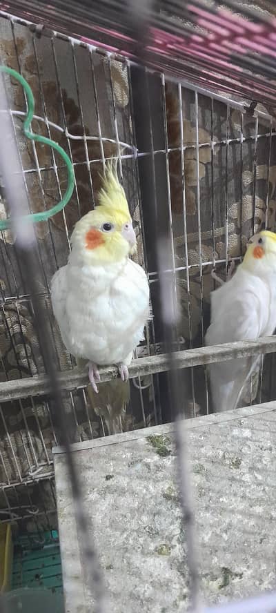 1year old cocktail pair with cage and nest box for sale