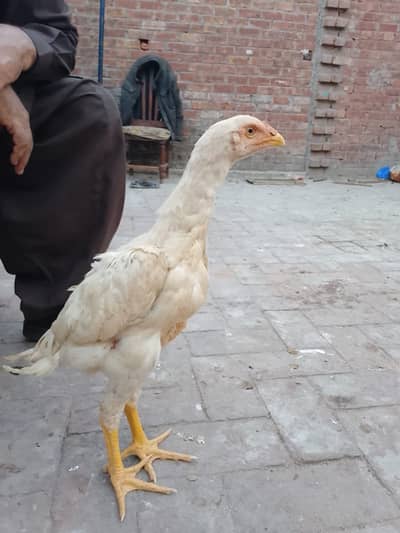 Branded Splash Japanese Shamo Cross Breed Also Pure Breed