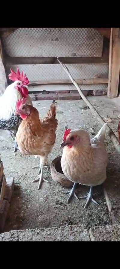 1 Murga 2 murgiya Ando wali for sale