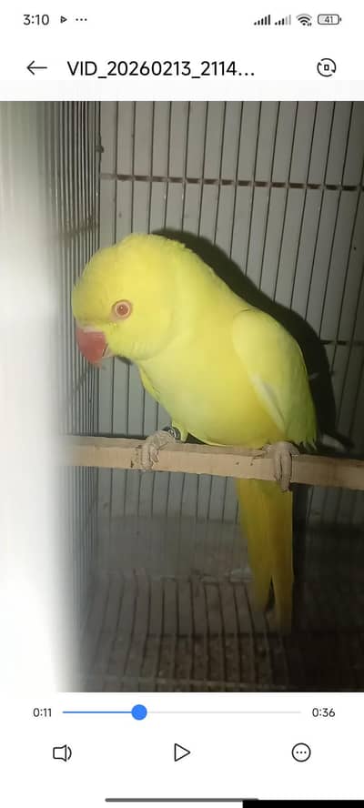 yellow ringneck and raw kashmiri