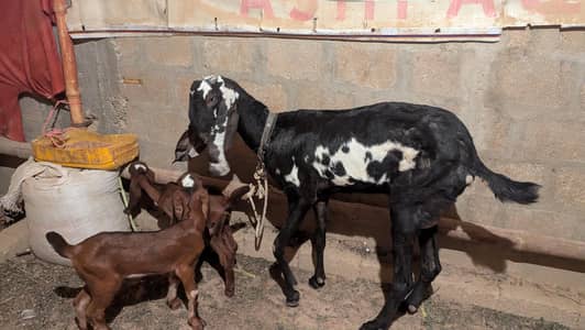 2 bakriyan hen 1 Bissar Tapri hy or 1 betal nagra hy