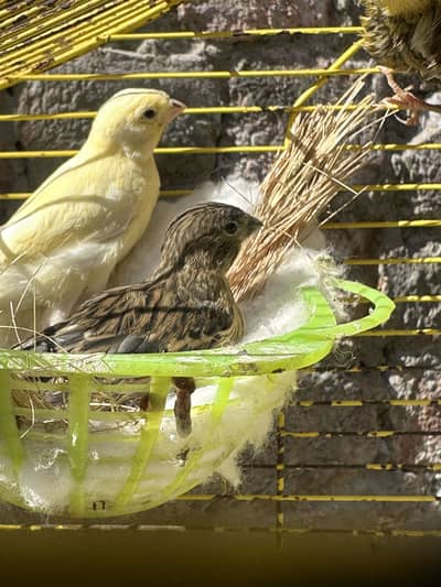 Canary singing full star baby and brighter pair