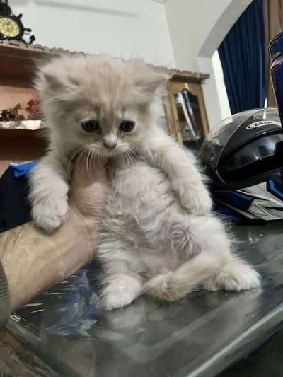 2 male Persian Kittens