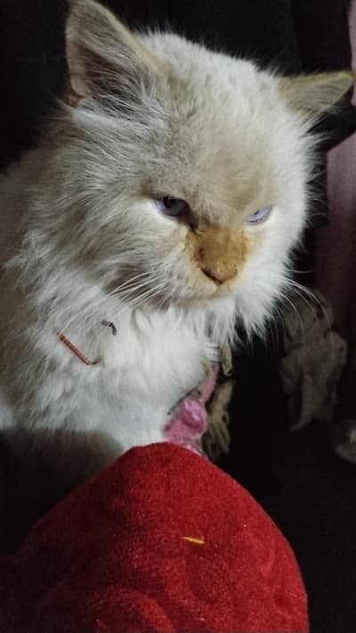 cat one year old age  tarepal  long coated