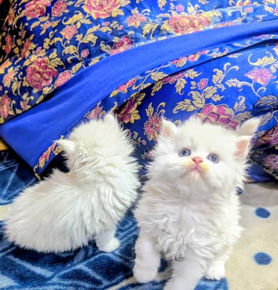 Persian kittens triple coated