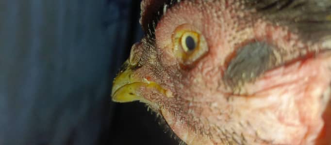 mushka rang lasani nasal