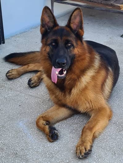 King Size German Shepherd Male for Sale | Confirm Stud | Black Mask