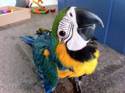 blue and gold macaw chick
