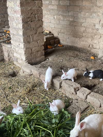 Rabbit small babies for sale