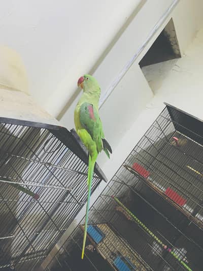 Pahari Female 10 months urgent sale