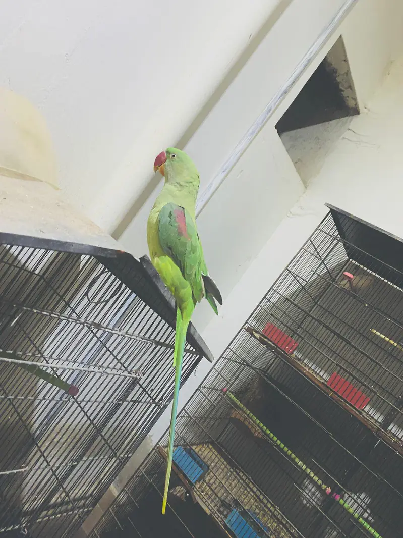 Pahari Female 10 months urgent sale