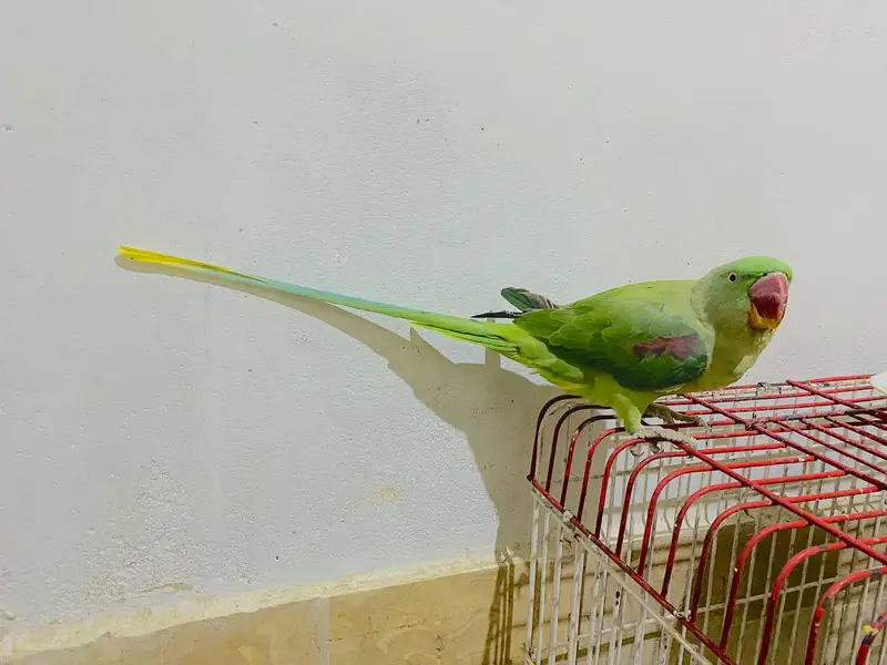Pahari Female 10 months urgent sale — photo 2