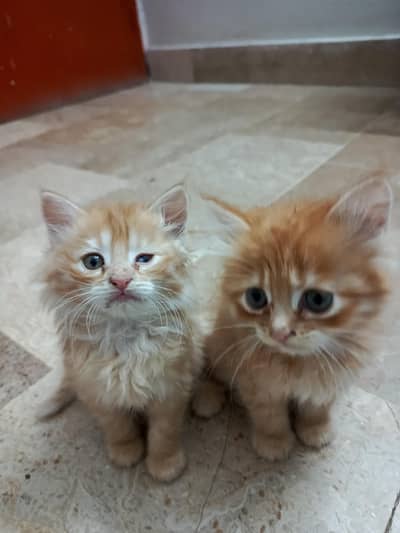 Doll-Face Persian Kittens – 2 Months Old