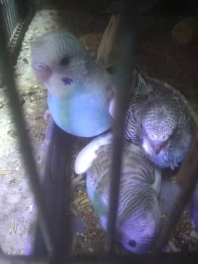 4pes hay or ustailion pathy  bards