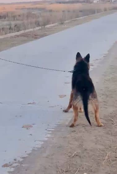 German shepherd dog for sale age 13 month